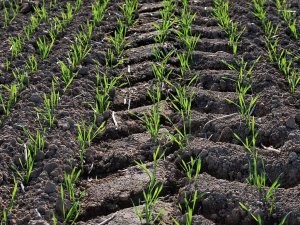 Pszenica ozima Toras