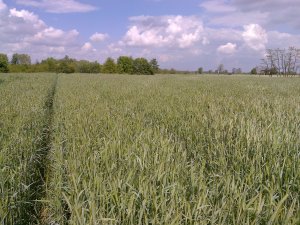 Żyto ozime Dańkowskie Amber