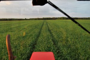 Pszenżyto ozime Borowik