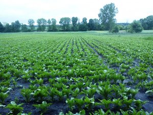 Buraki Cukrowe Nancy