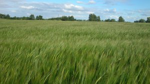 Jeczmien jary eunowa