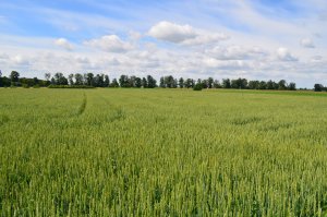 Pszenica Toras 13.06.2014