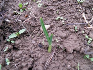 Czosnek Ozimy Harnaś