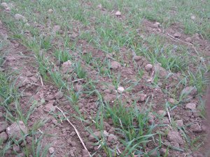 Pszenica ozima AGIL.