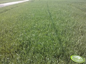 Pszenżyto ozime Borwo