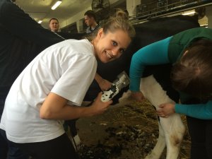 Szkolenie z przygotowania bydła do wystaw