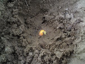 Kiełkująca kukurydza