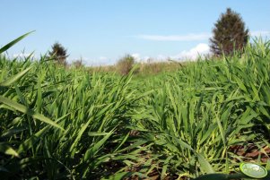 Jęczmień ozimy Zoom 05.05.2013