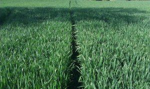 Pszenica Ozima Rainer