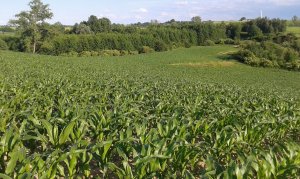 Kukurydza Pioneer P8400