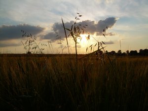 Owies Głuchy - Avena Fatua