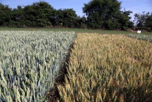 DLG Feldtage - Dni Pola DLG 2014