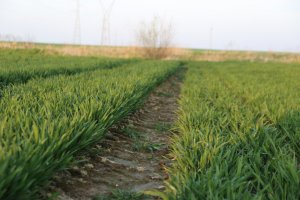 Pszenica ozima Sailor 30.03.2014
