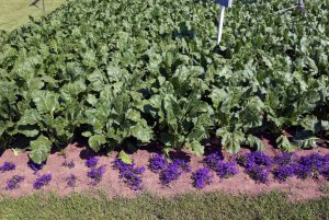 DLG Feldtage - Dni Pola DLG 2014