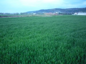 Pszenica Akteur 2014