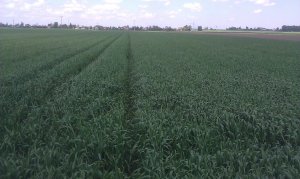 Pszenica Ozima Sailor