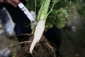 Agrosimex - spotkanie poświęcone uprawie rzepaku