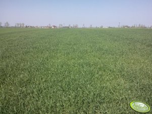 Pszenżyto ozime Borwo