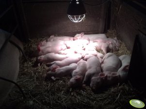 Prosięta dwutygodniowe