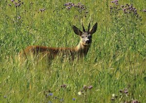 Samiec sarny – kozioł (Capreolus capreolus)