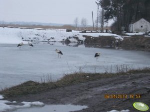 Bociany na zamarzniętym stawie
