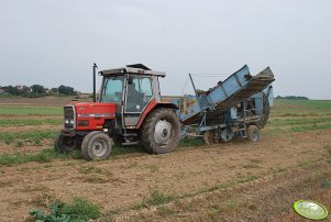 Massey Ferguson 3050 + kombajn ziemniaczany ANNA