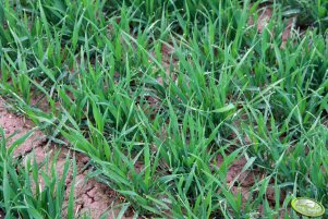 Pszenica ozima Toras 02.05.2013