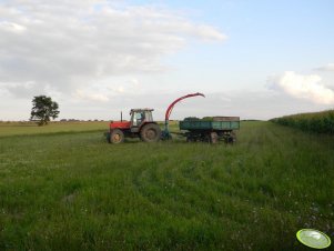 Massey Ferguson 3080 & Mengele Sh-20  & Sanok