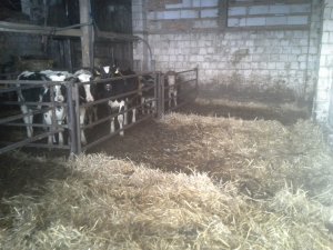 Przeróbka stodoły na obore