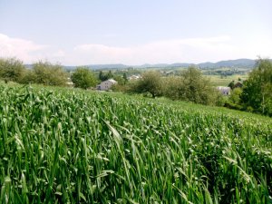 Pszenica Ozima Skagen