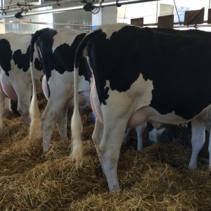 Krowy w Dobrzyniewie