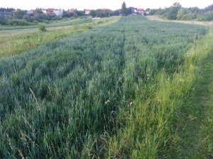 Pszenica jara tybalt