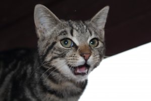 Kotek