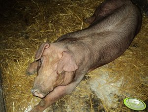 Knurek rasy Pietrain x Duroc