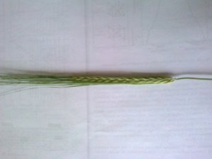 Jęczmień jary ELLA