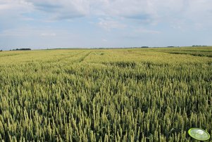 Pszenica ozima TORAS