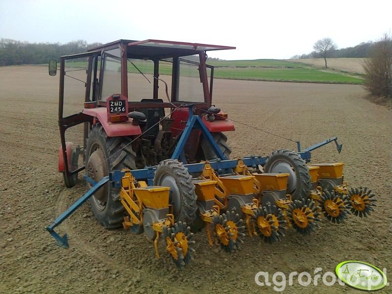 Kleine unicorn - foto siewnika #428888 - Galeria rolnicza agrofoto