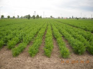 Plantacja nasienna marchwi