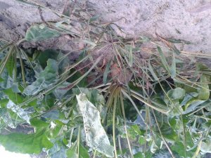 Chwastnica jednostronna