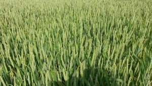 Pszenica Ozima KWS Julius