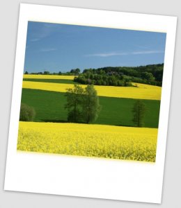 Tilmor Bayera to fungicyd nowy