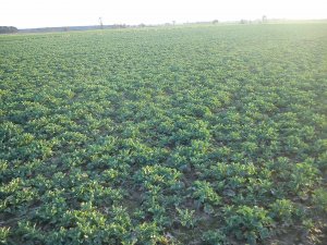 Rzepak Ozimy Sherlock