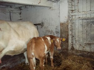 Charolais x Belg