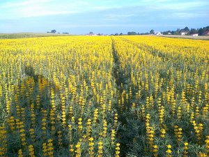 Łubin żółty mister