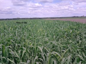 Pszenica jara Katoda