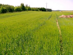 Jęczmień jary Azit