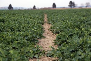 Rzepak ozimy ROHAN F1 22.03.2014