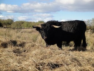 Buhaj Highland Cattle