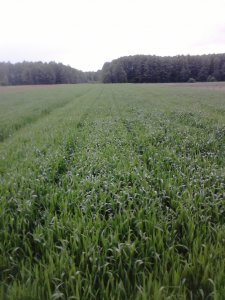 Pszenica ozima Meteor