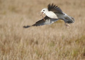 Mewa siwa /pospolita/